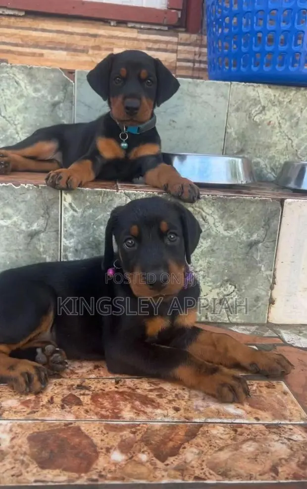 1-3 months Male Purebred Doberman Pinscher · Photo 1