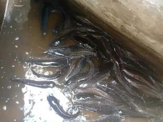 Catfish for Sale · Photo 1