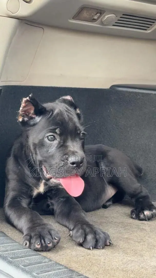 1-3 months Male Purebred Cane Corso · Photo 1