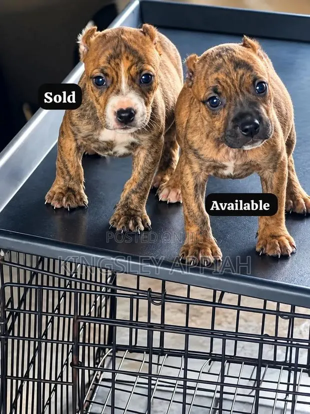 1-3 months Male Purebred American Pit Bull Terrier · Photo 1