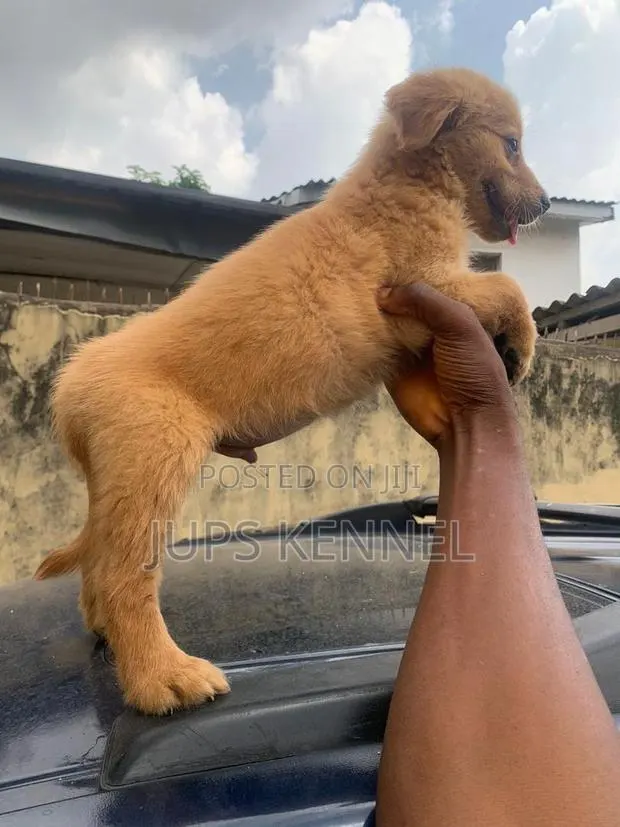 1-3 months Male Purebred Golden Retriever · Photo 1