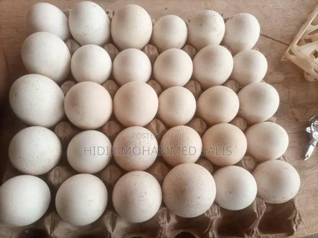Turkey Eggs · Photo 1
