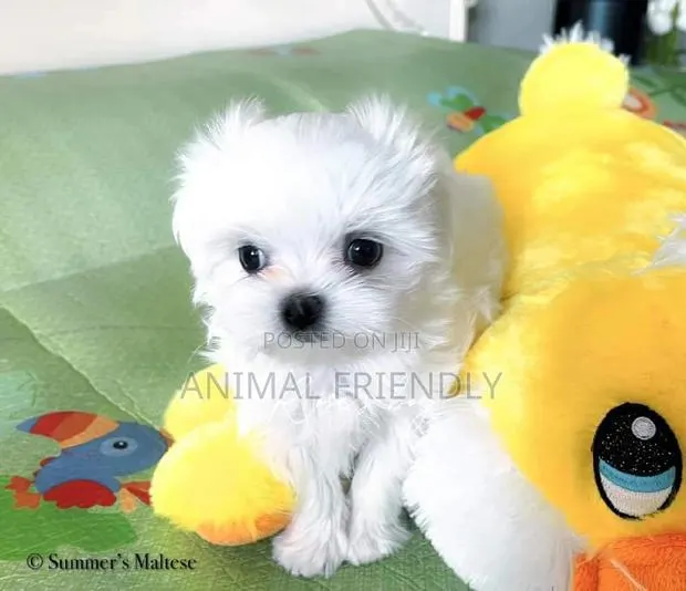1-3 months Male Purebred Maltese · Photo 1