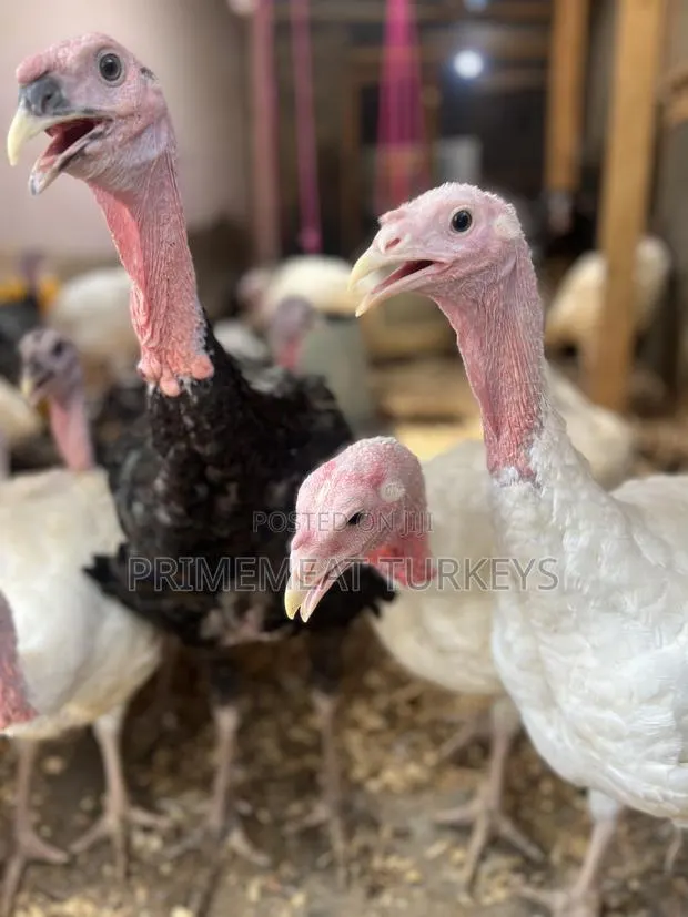 Foreign/ Local Turkeys for Sale · Photo 1