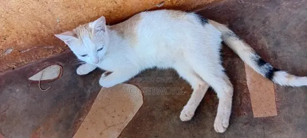6-12 months Female Purebred Cat · Photo 1