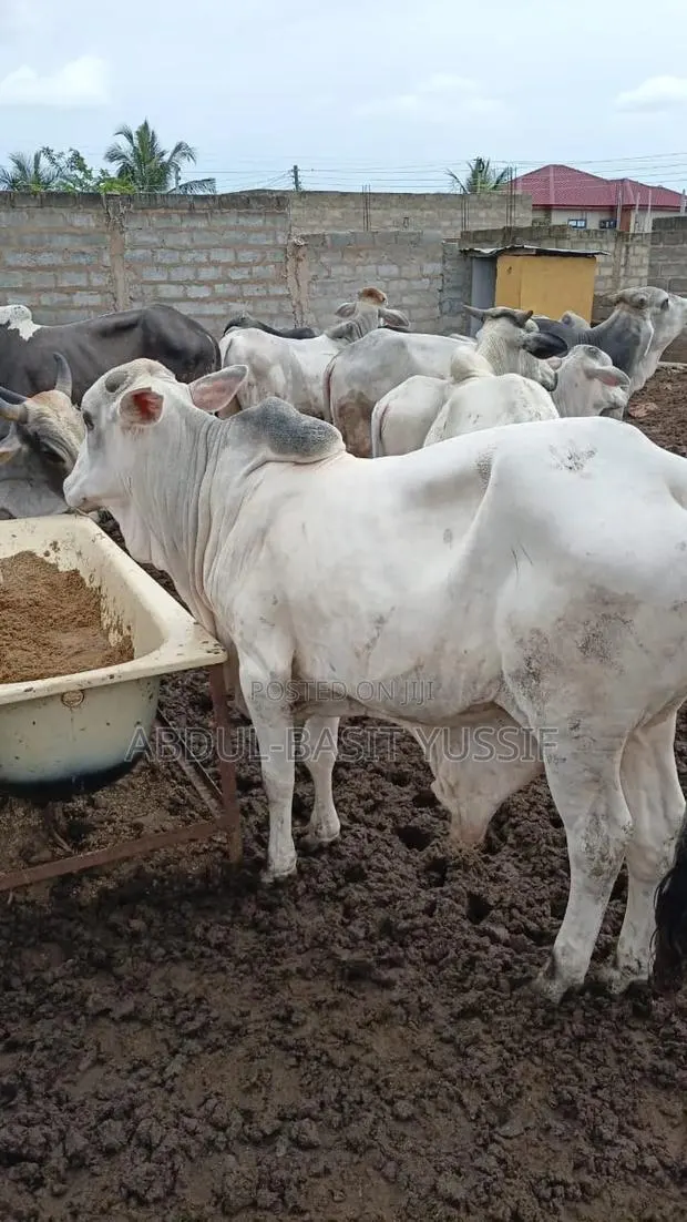 Cows (Small, Medium And Big) · Photo 1