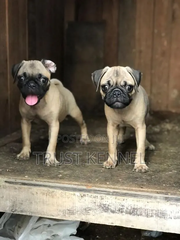 1-3 months Male Purebred Pug · Photo 1
