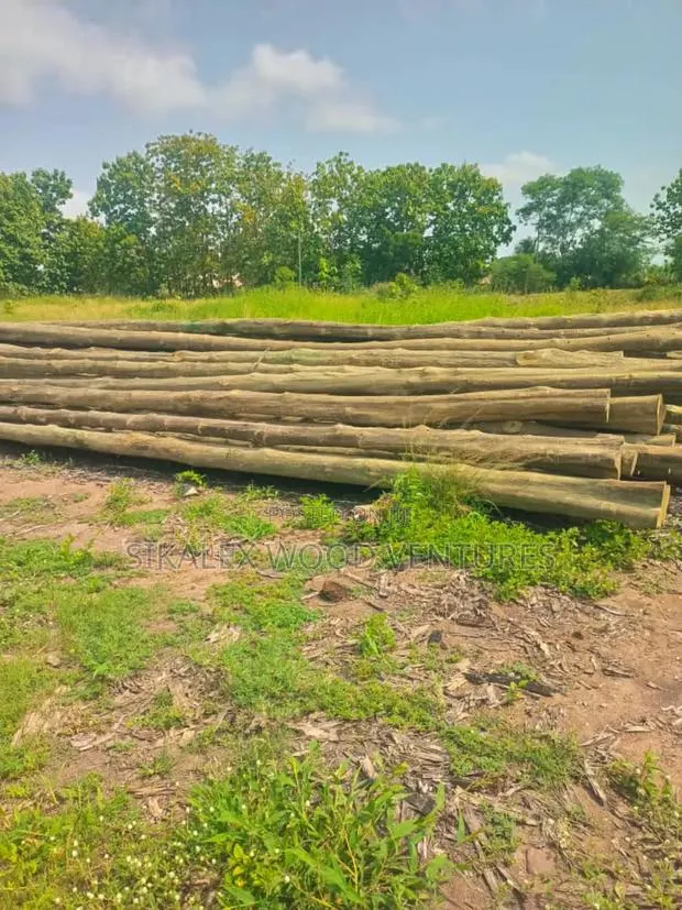 Electric Poles · Photo 1