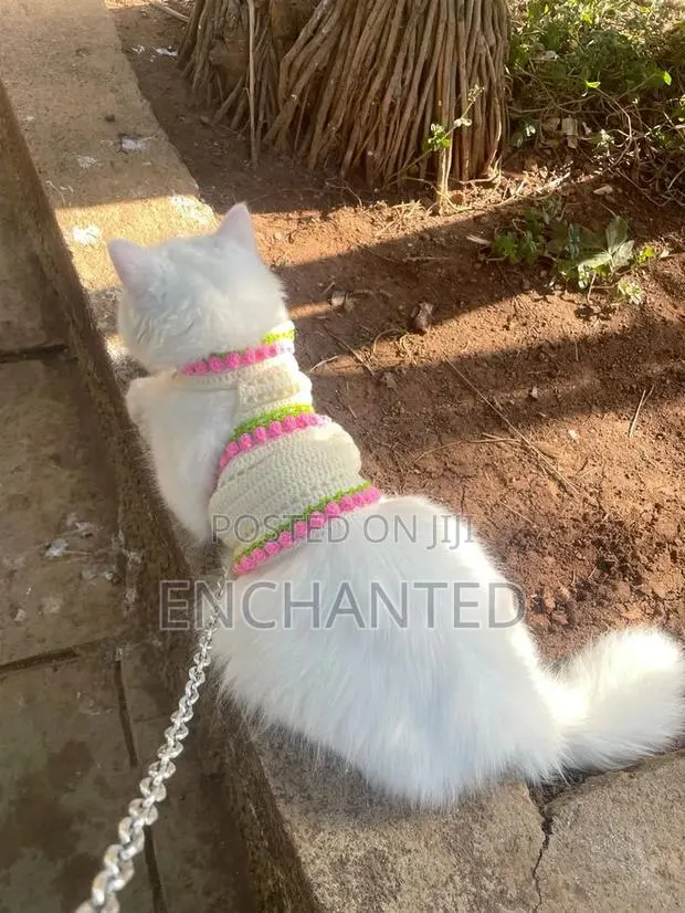 Pet Clothes · Photo 1