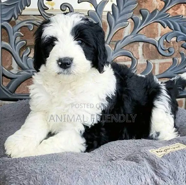 1-3 months Male Purebred Lhasa Apso · Photo 1