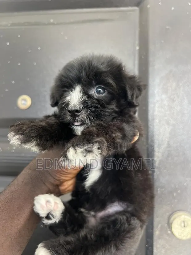 1-3 months Male Purebred Maltipoo · Photo 1
