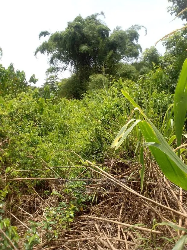 Farm Lands for Sale at Beposo · Photo 1