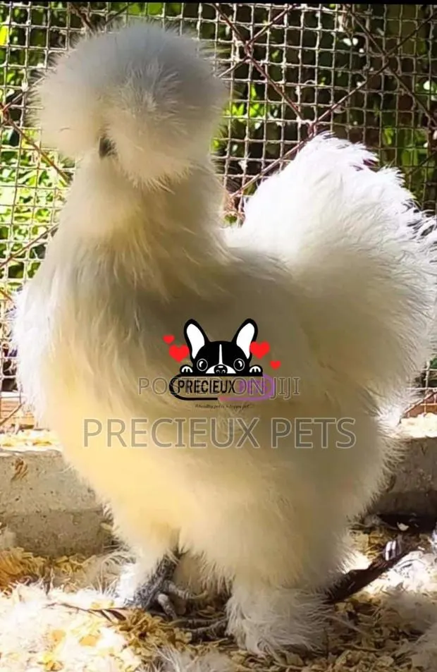 Silkie Bantam · Photo 1