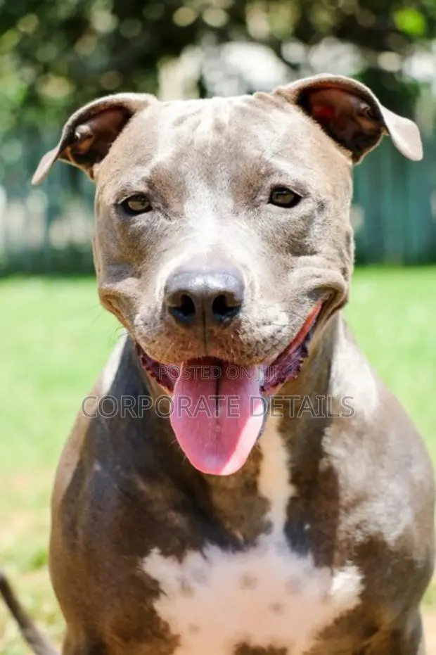 6-12 months Male Purebred American Pit Bull Terrier · Photo 1