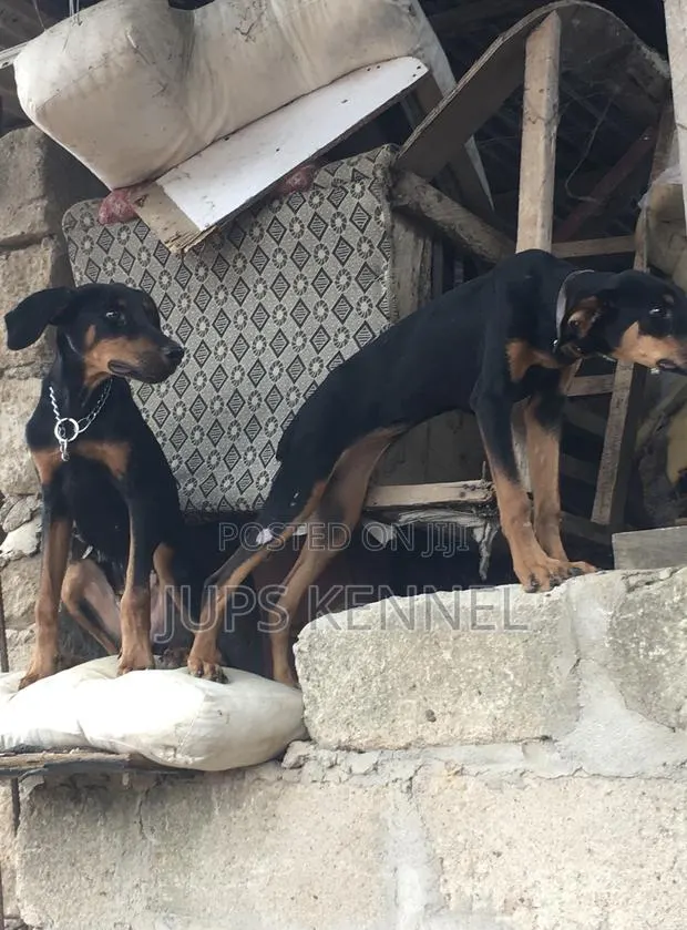 3-6 months Female Purebred Doberman Pinscher · Photo 1