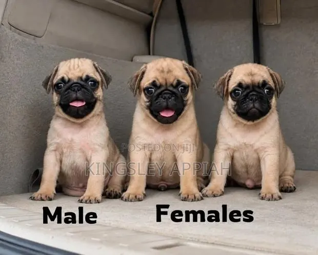 1-3 months Female Purebred Pug · Photo 1