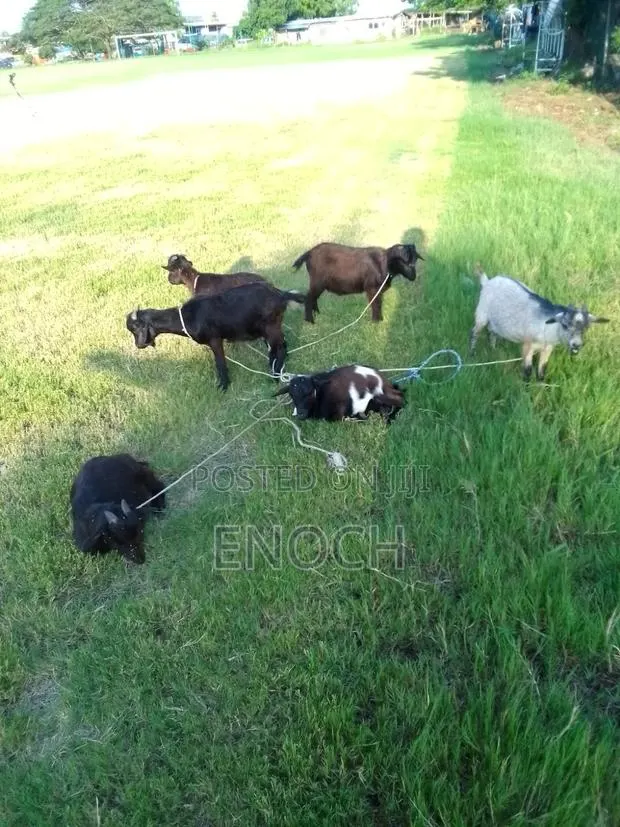Affordable Goats · Photo 1