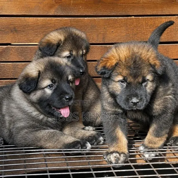 1-3 months Male Purebred Caucasian Shepherd · Photo 1