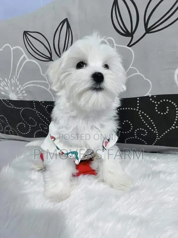 1-3 months Male Purebred Maltese · Photo 1
