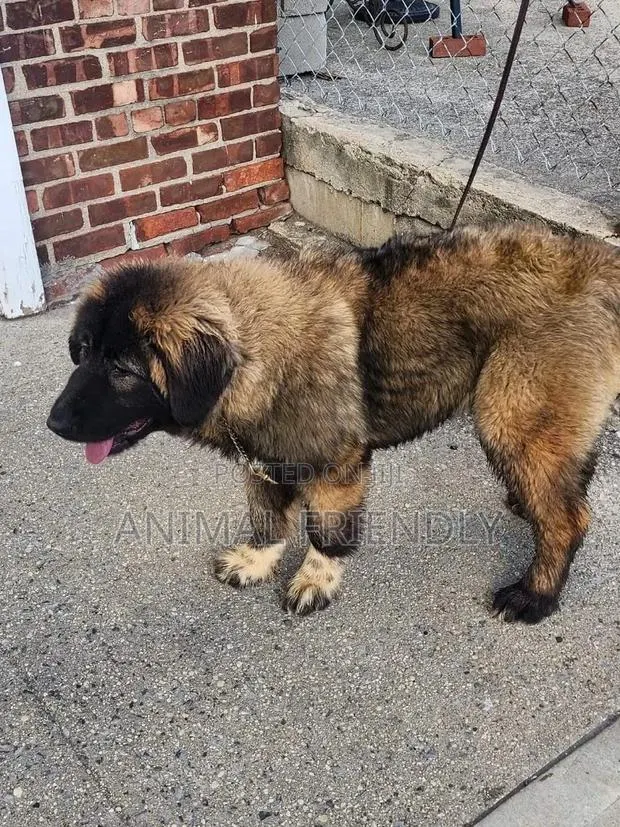 1-3 months Female Purebred Caucasian Shepherd · Photo 1