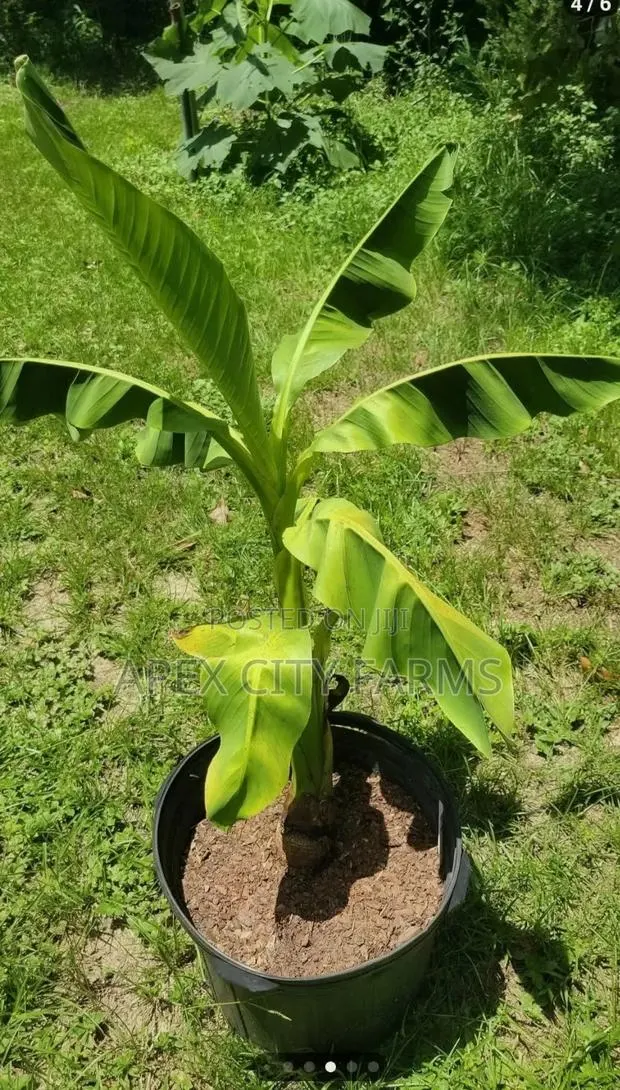 Orgarnic Plantain Plants 4 Pair High Quality Growh · Photo 1
