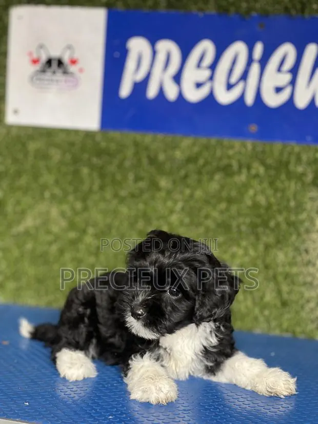 1-3 months Female Purebred Poodle · Photo 1