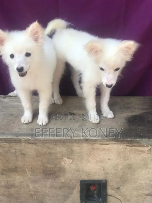 1-3 months Female Purebred American Eskimo · Photo 1