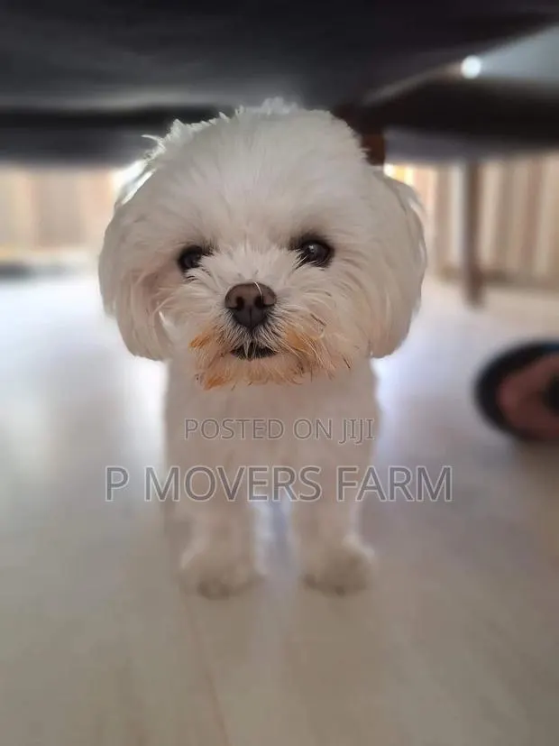 1-3 months Male Purebred Poodle · Photo 1