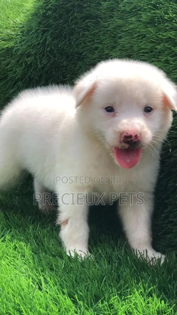1-3 Months Male Purebred American Eskimo · Photo 1
