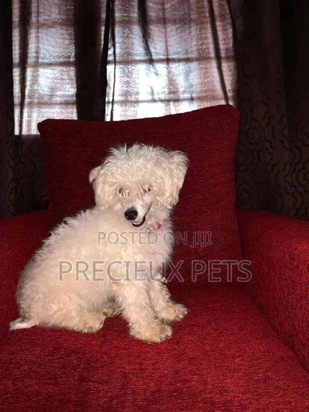 1+ Year Female Purebred Maltese · Photo 1