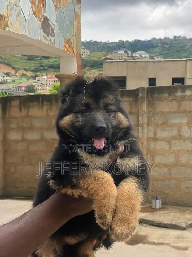 1-3 months Female Purebred German Shepherd · Photo 1