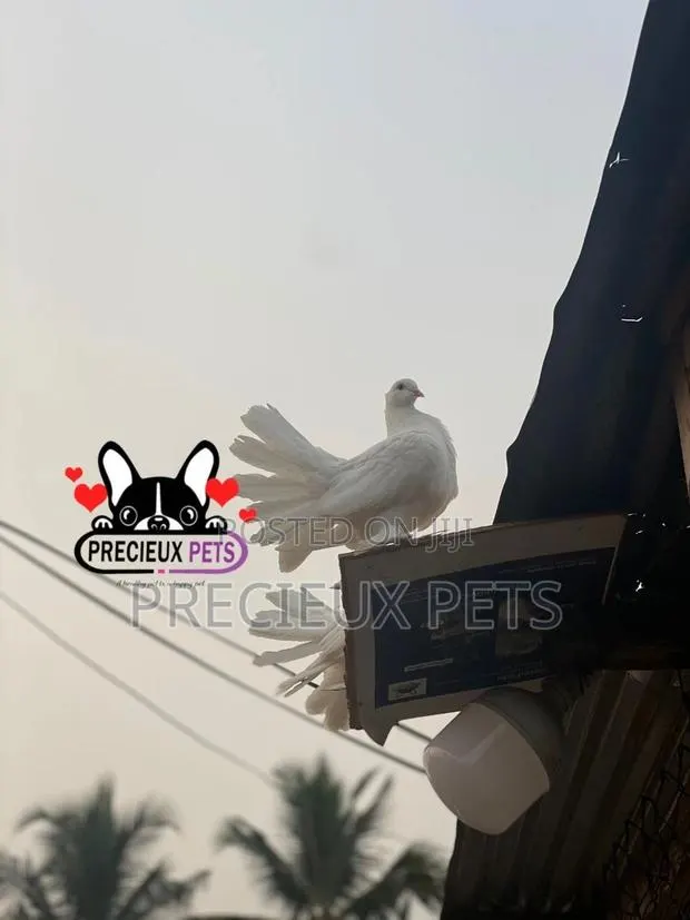 1 Pair of Adult Indian Fantail Pigeons · Photo 1