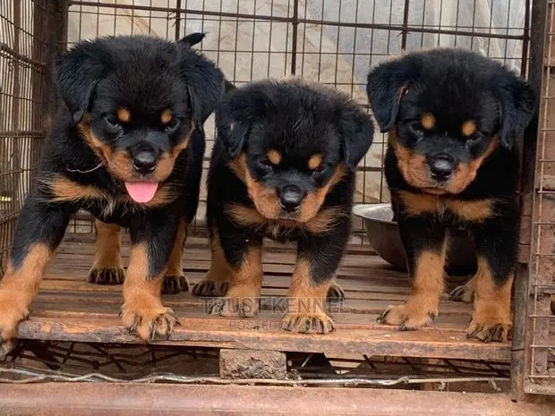 1-3 Months Female Purebred Rottweiler