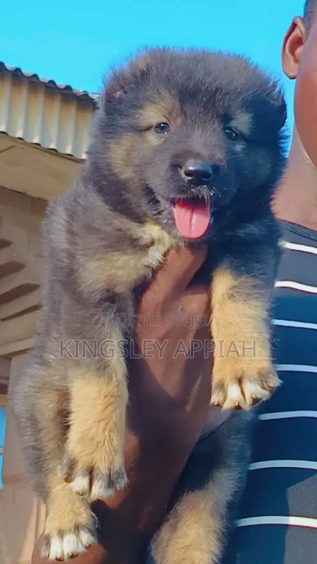 1-3 months Male Purebred Caucasian Shepherd · Photo 1