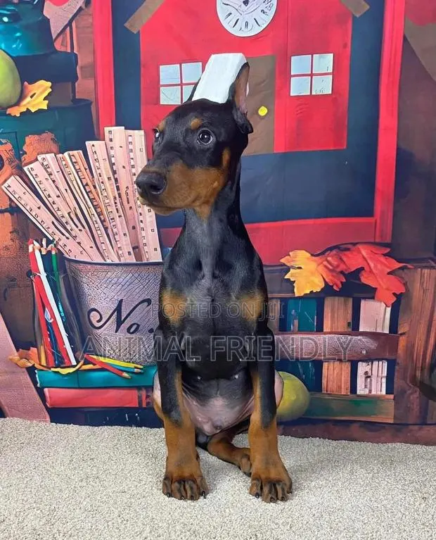 1-3 months Female Purebred Doberman Pinscher · Photo 1