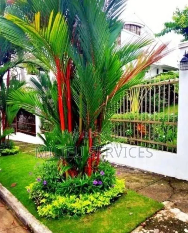 Red Lipstick Palm · Photo 1