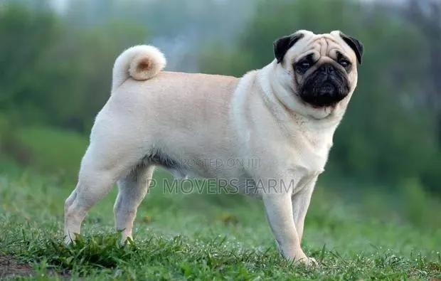 1-3 months Female Purebred Pug · Photo 1