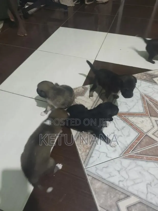 0-1 month Female Mixed Breed Mongrel (No Breed) · Photo 1