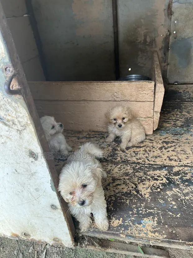 1-3 months Female Purebred Poodle · Photo 1