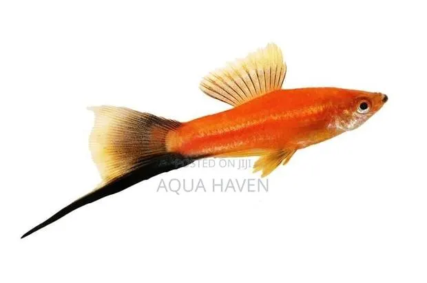 Swordtail Fish · Photo 1