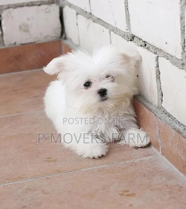 1-3 months Male Purebred Maltese · Photo 1