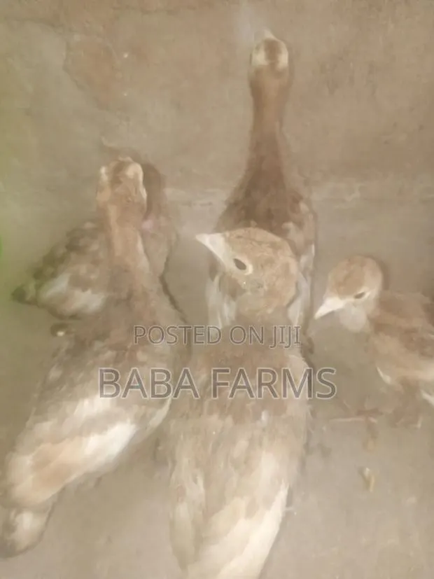 Bourbon Red or Brown Turkeys · Photo 2