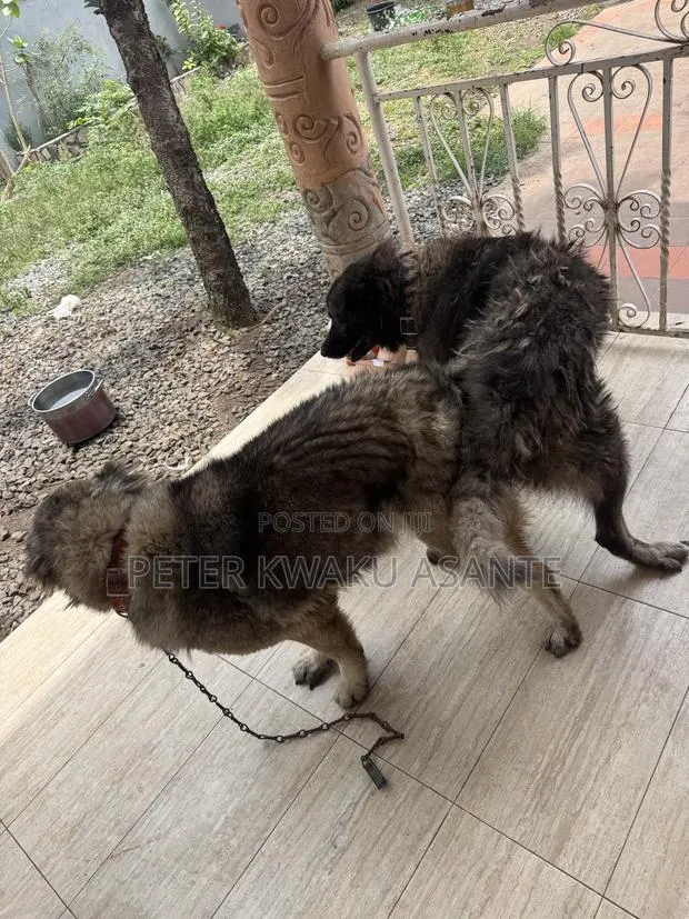 1+ year Male Purebred Caucasian Shepherd · Photo 2