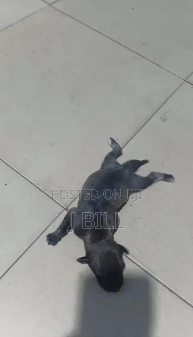 0-1 month Female Mixed Breed Doberman Pinscher · Photo 1
