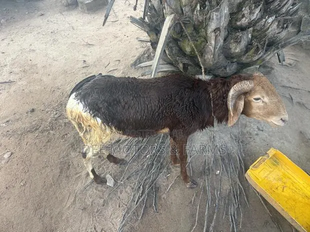 Male Sheep · Photo 1