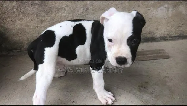 3-6 months Male Purebred American Pit Bull Terrier · Photo 1