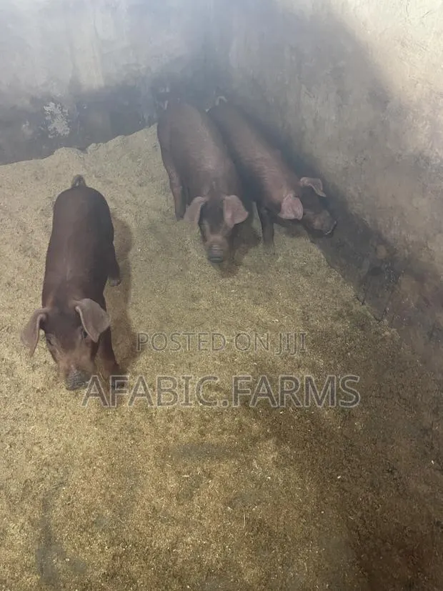 Piglets for Sale · Photo 3