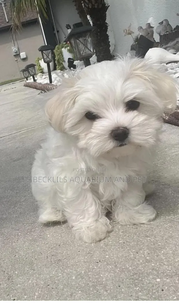 1-3 months Female Purebred Maltese · Photo 1