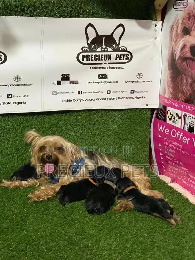 0-1 Month Female Purebred Yorkshire Terrier · Photo 1