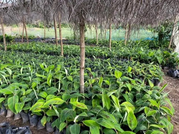 Plantain Seedlings Utilize De Space at Ur Backyard It Raining Daily · Photo 1